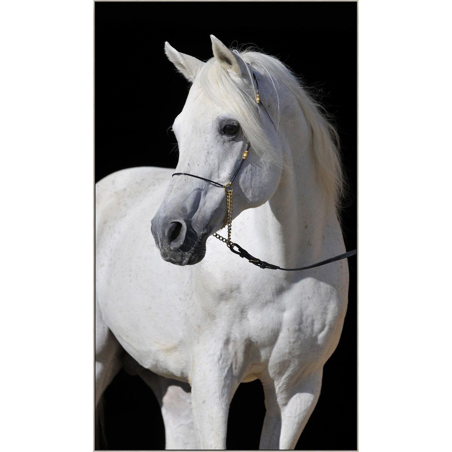 Wendover, Adorned Stallion