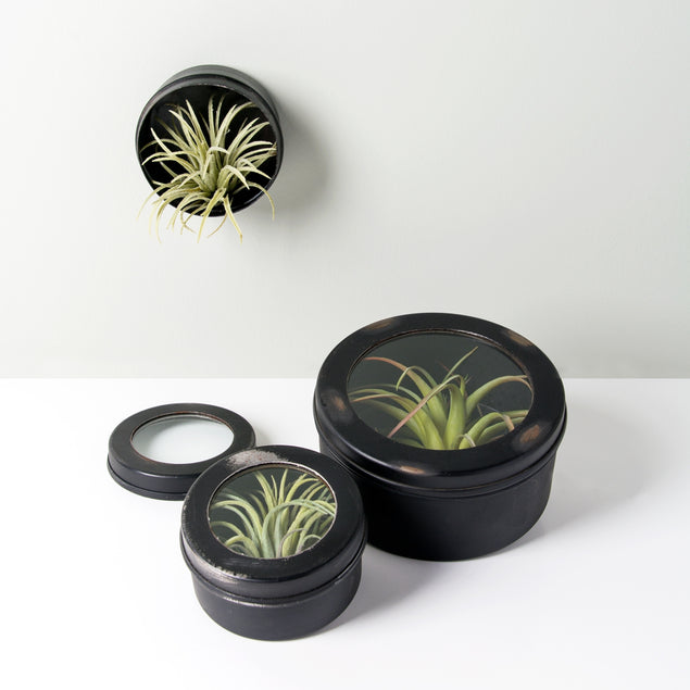 Gold Leaf Design Group, Air Plant Scientific Display Box - Set of 2