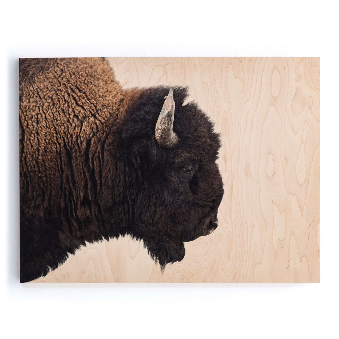 Four Hands, American Bison - Maple Box 60"x40"