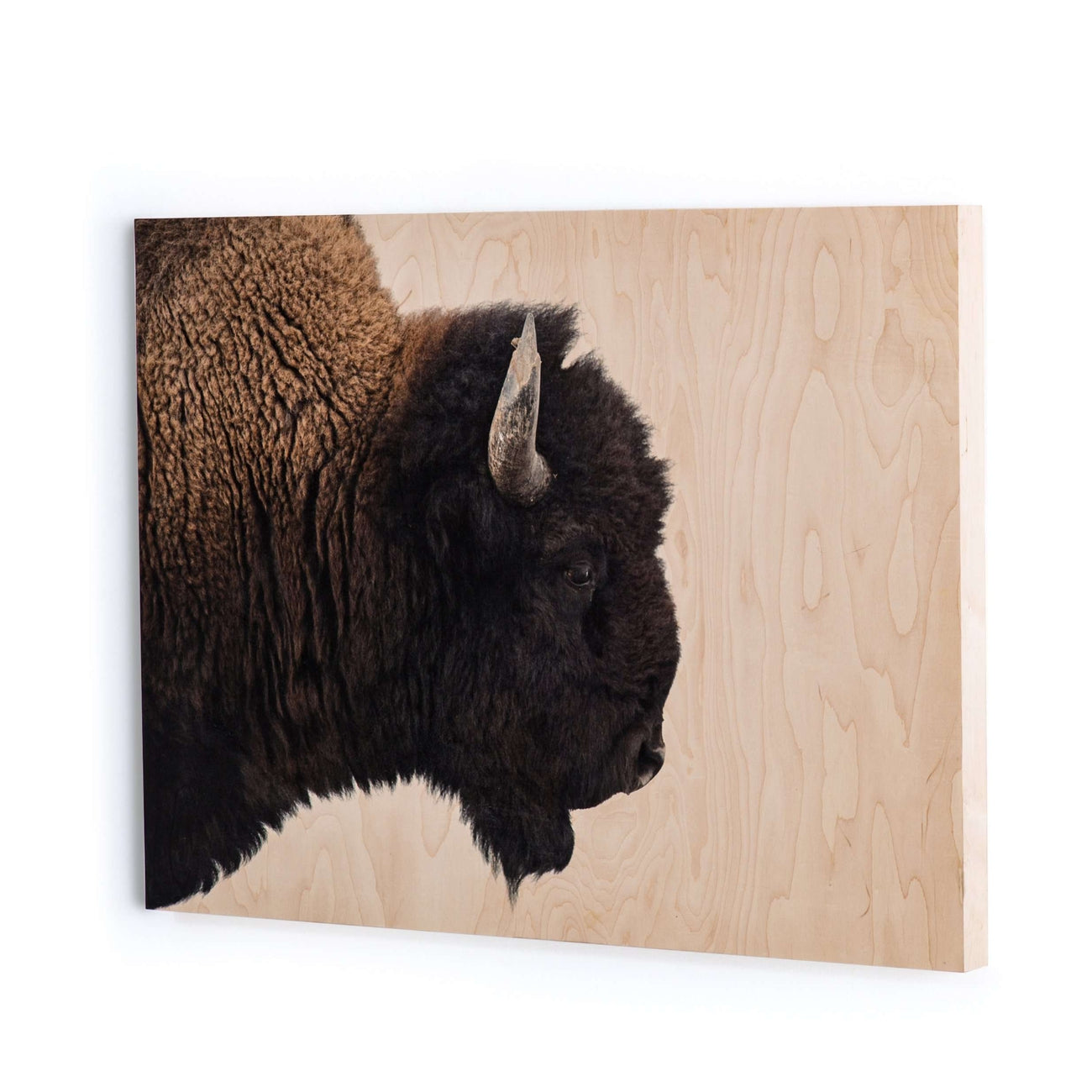 Four Hands, American Bison - Maple Box 60"x40"