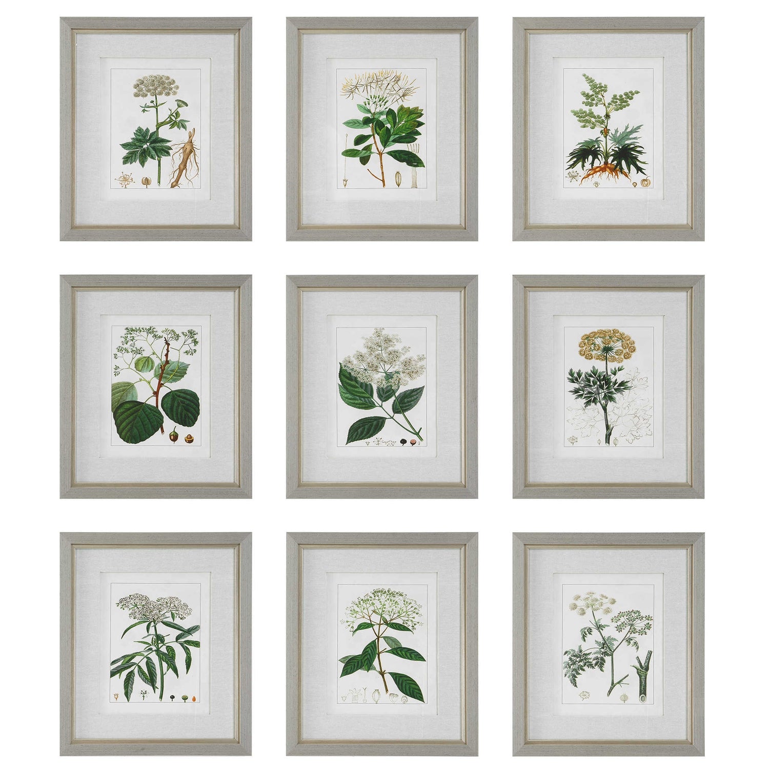 Uttermost, Antique Botanicals Framed Prints - Set of 9