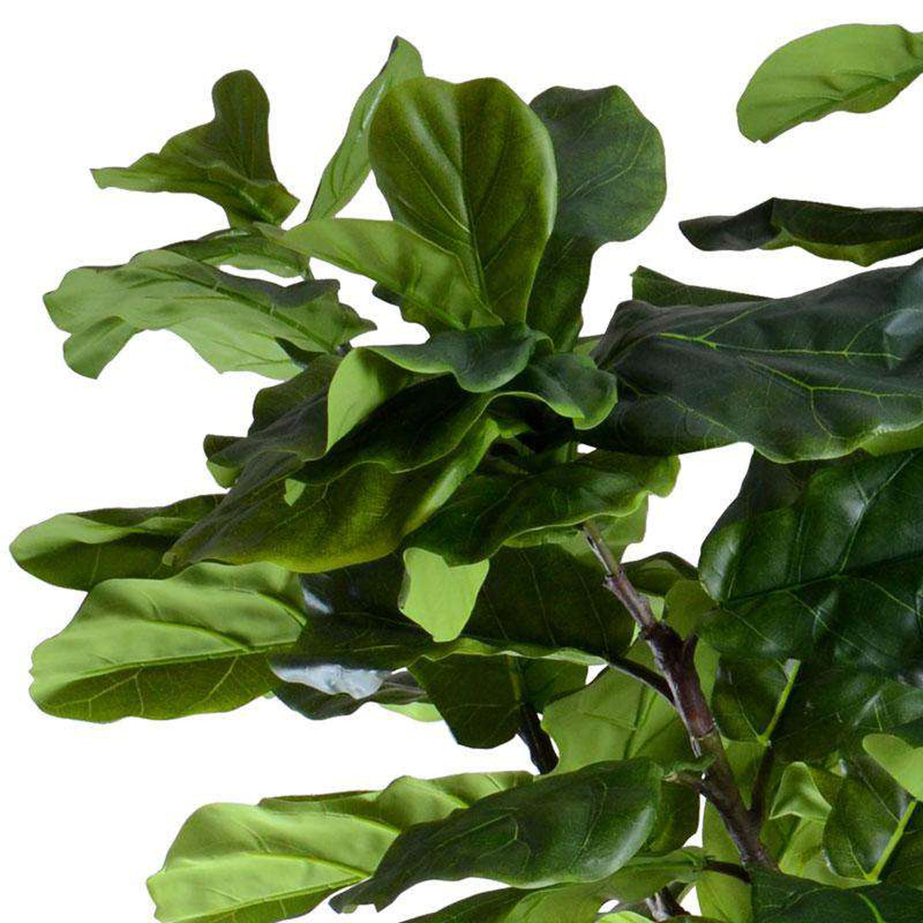 New Growth Designs, Fiddle Leaf Fig Tree - 10'