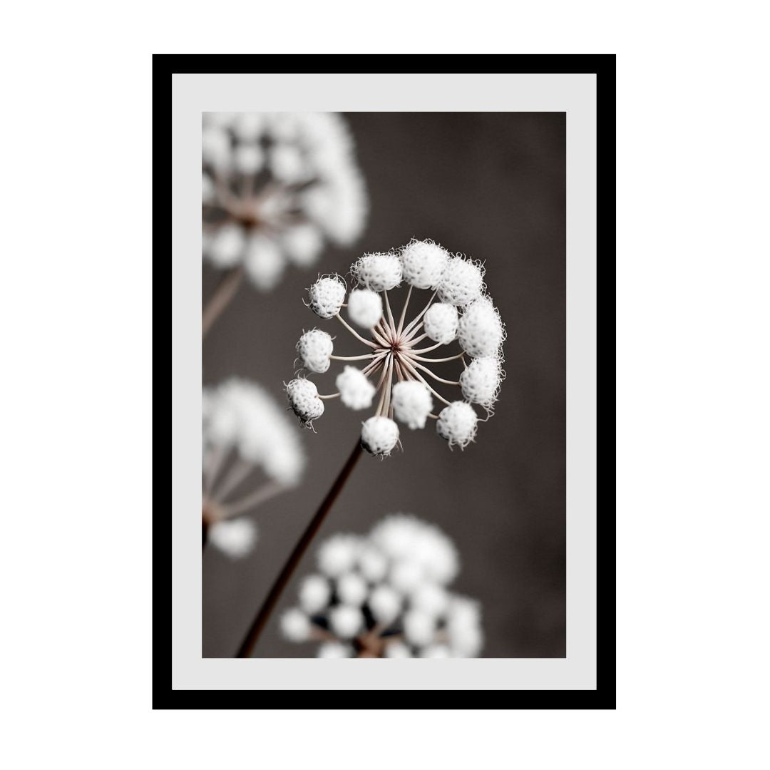 FASart, White Angelica Capitellata Blossoms