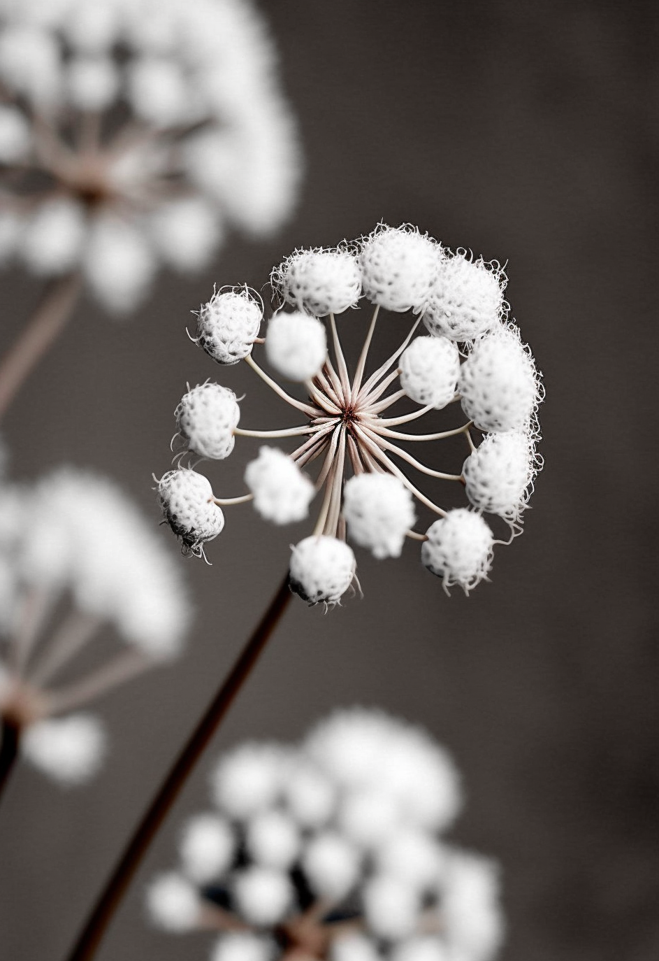 FASart, White Angelica Capitellata Blossoms