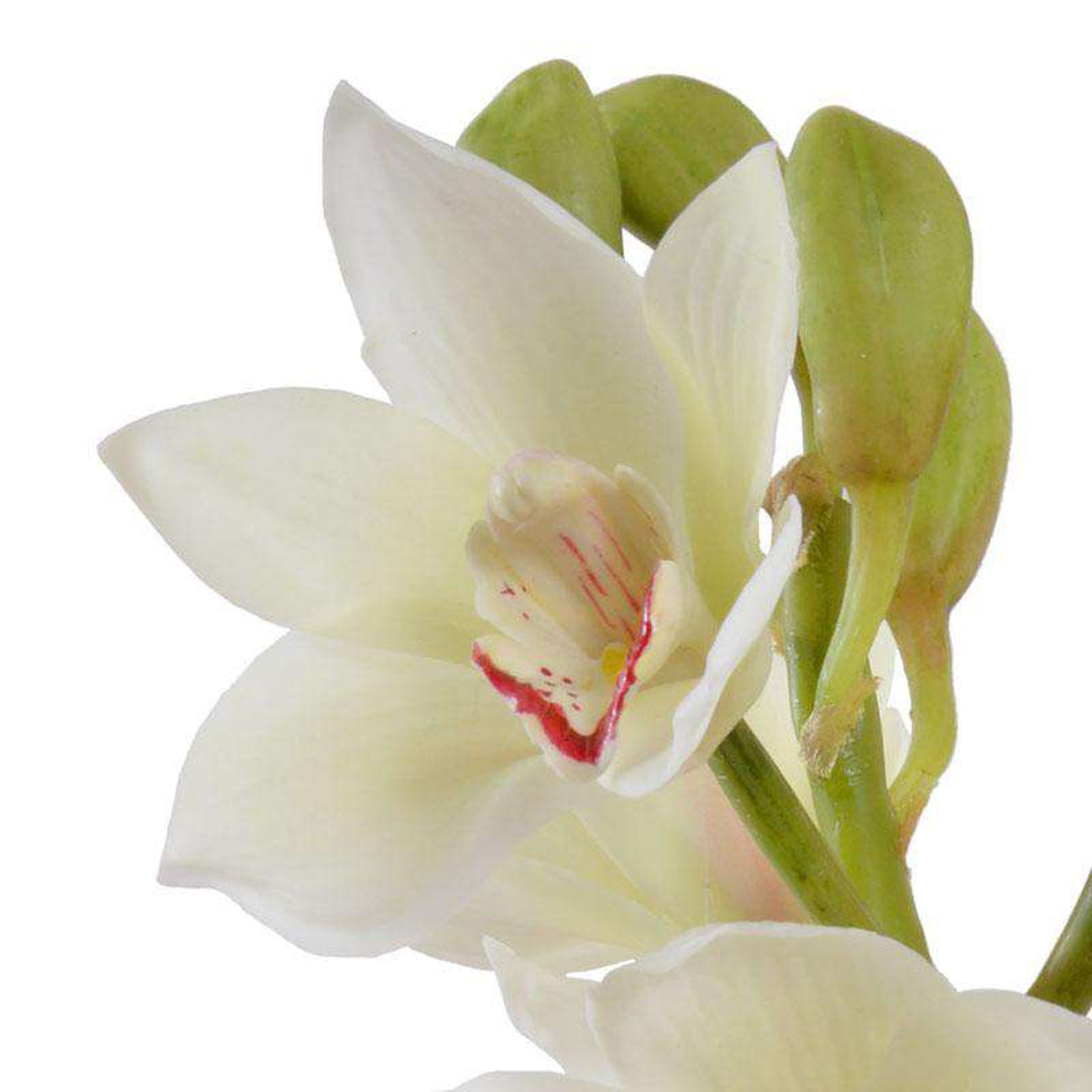 New Growth Designs, White Cymbidium Orchid Arrangement