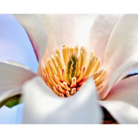 Wendover, White Flower