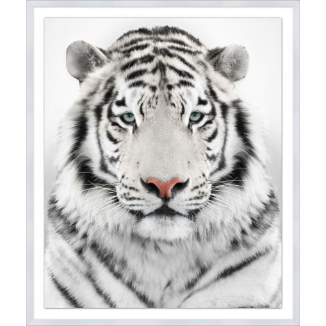 Wendover, White Tiger Portrait