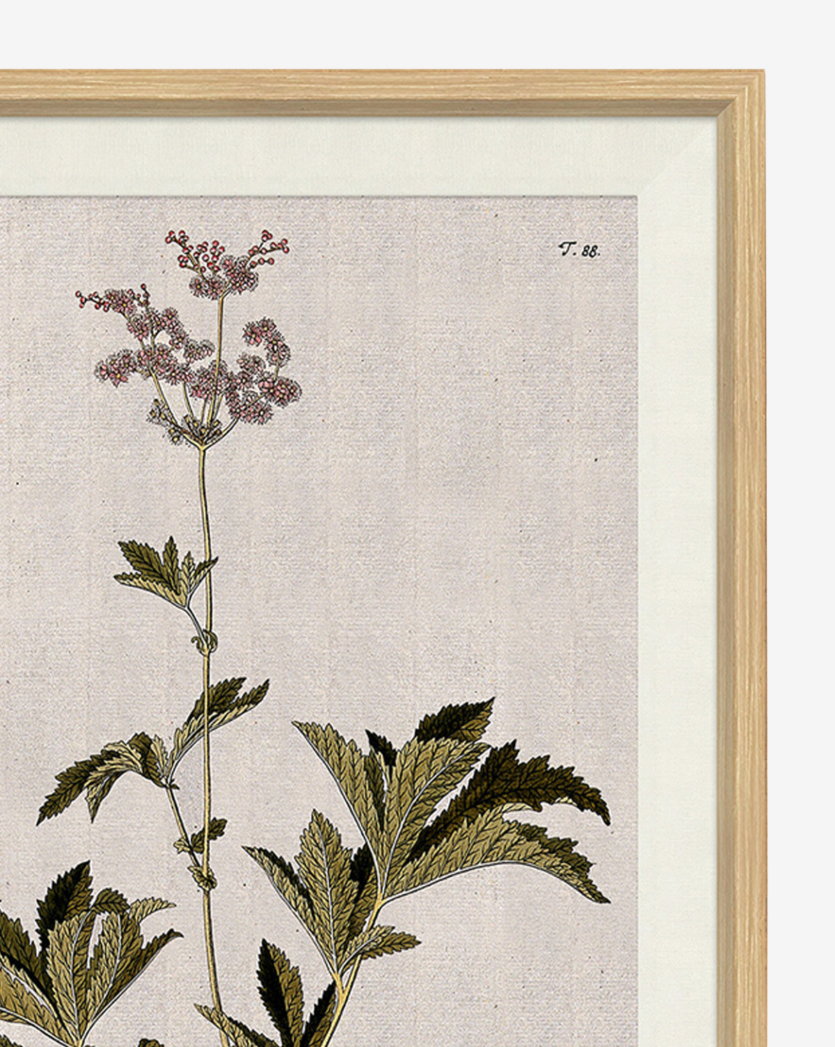 Soicher Marin, Wildflower Study I