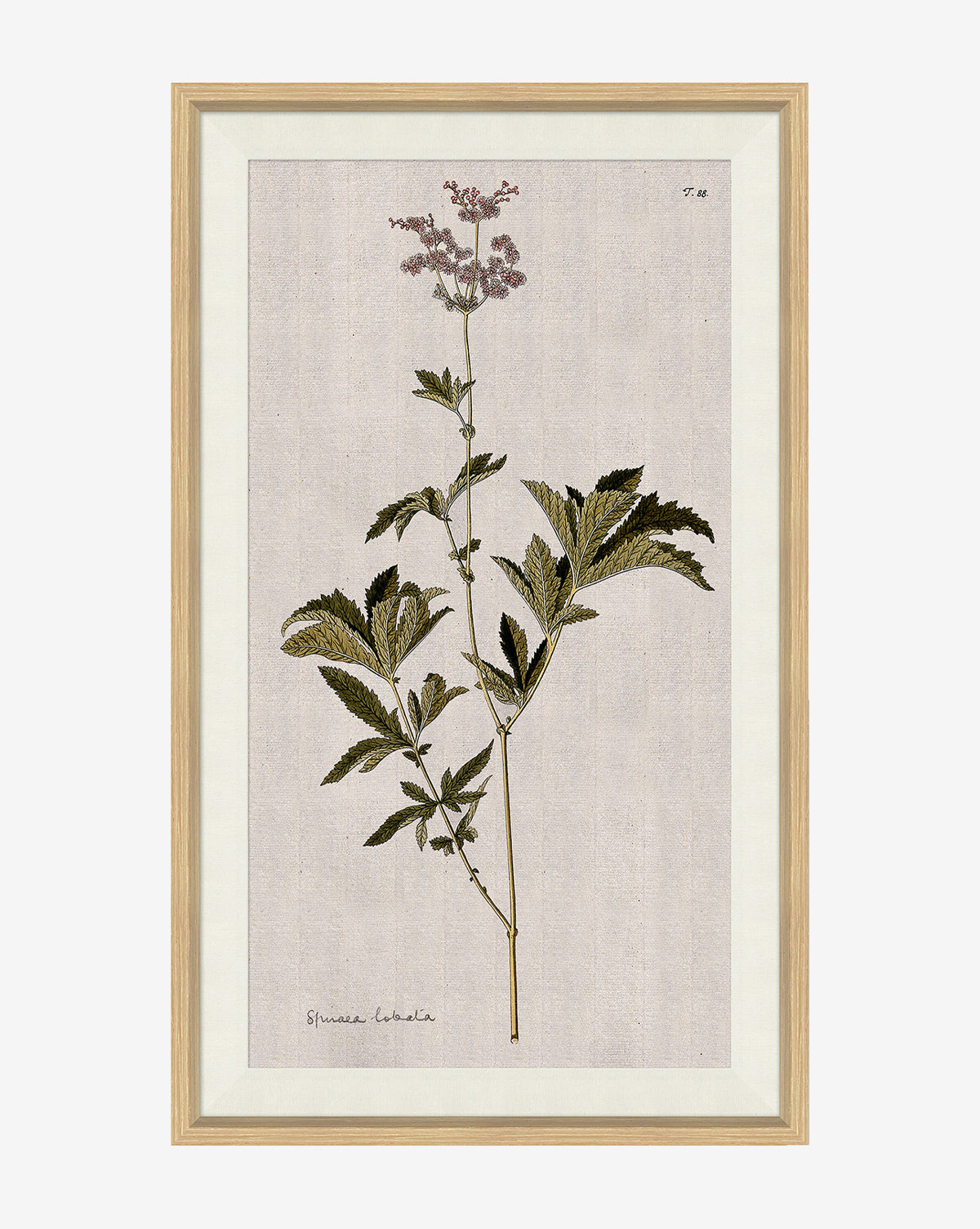 Soicher Marin, Wildflower Study I