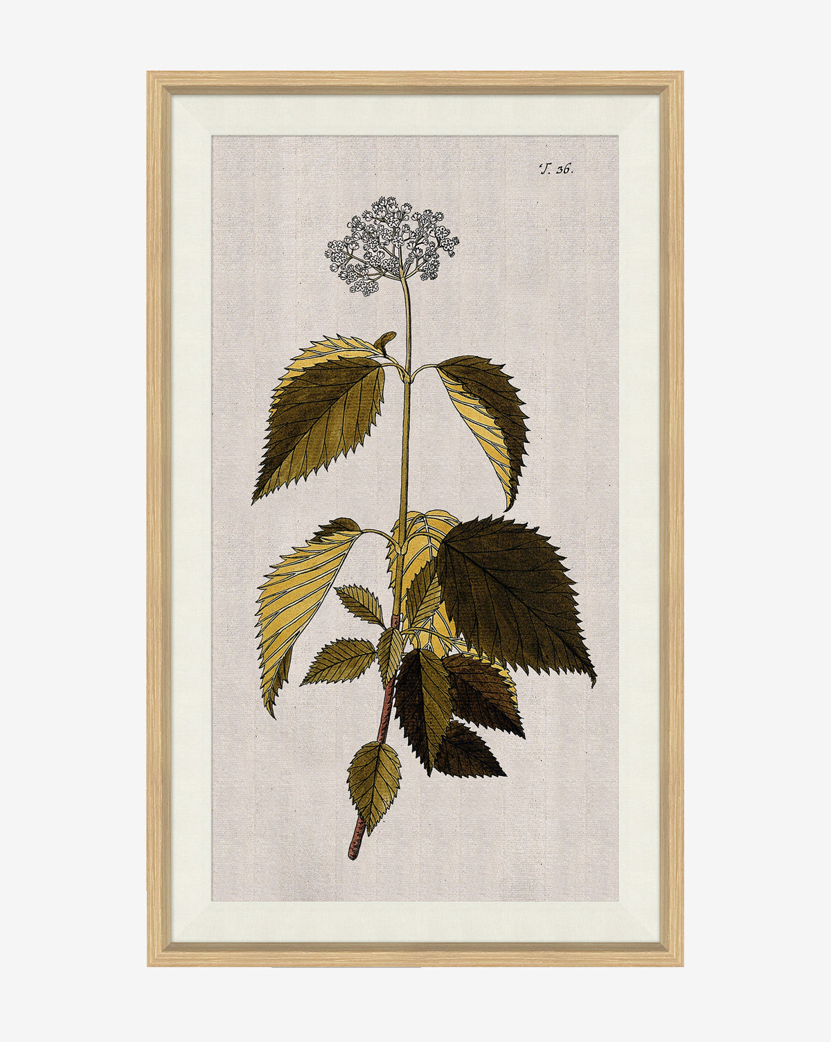 Soicher Marin, Wildflower Study II