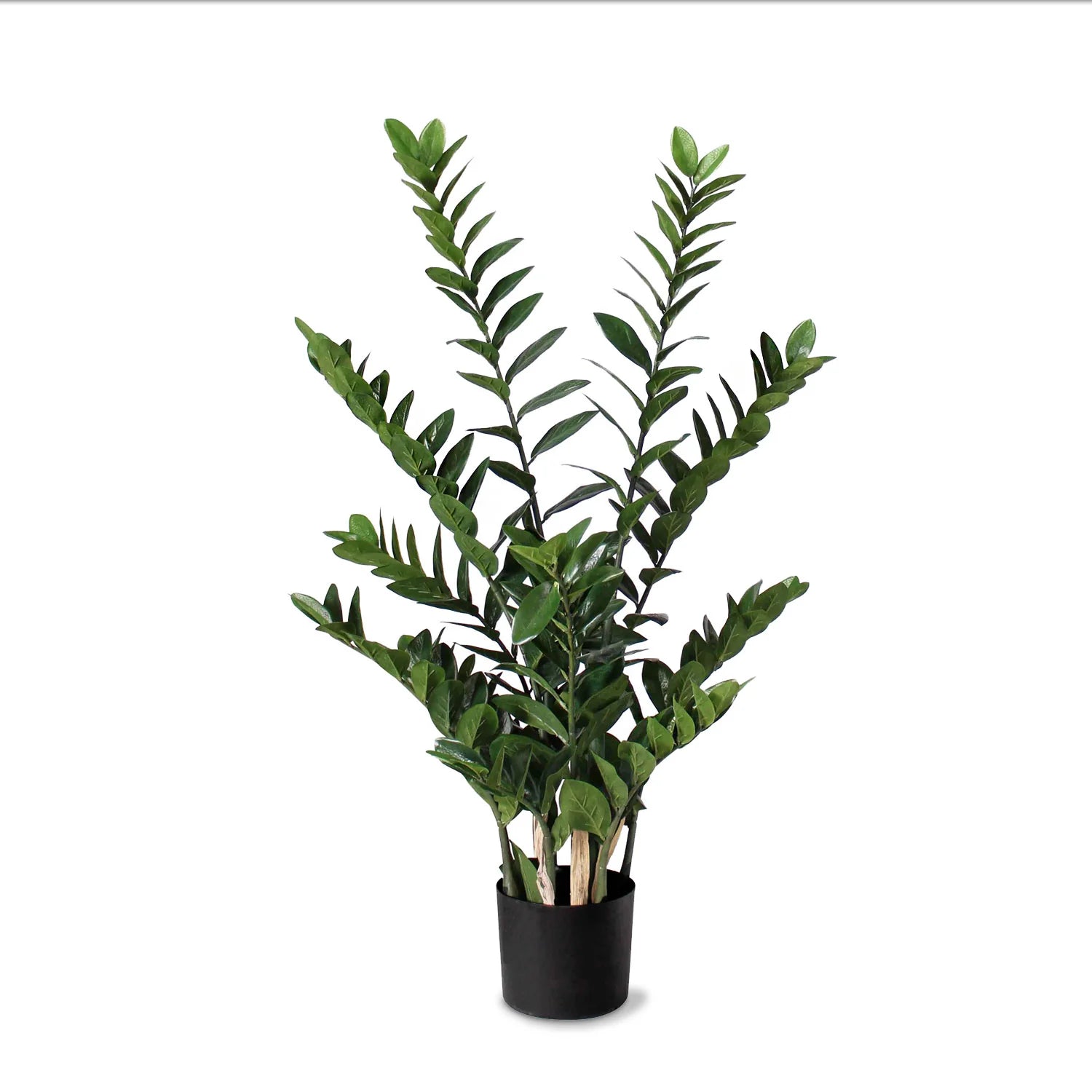 Gold Leaf Design Group, ZZ Plant 38"H Potted - set of 2